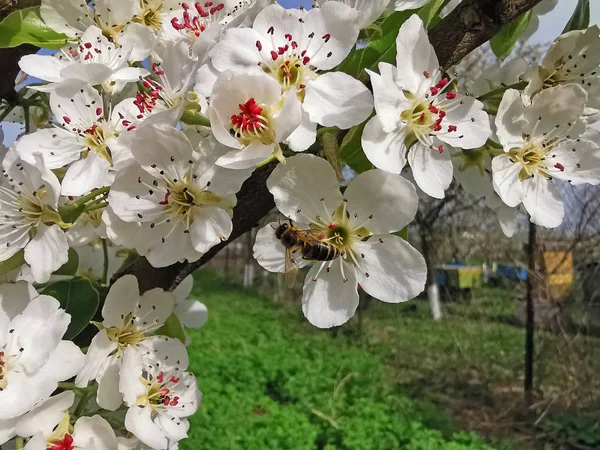 Biene auf Birnenbaumblüte — Stockfoto