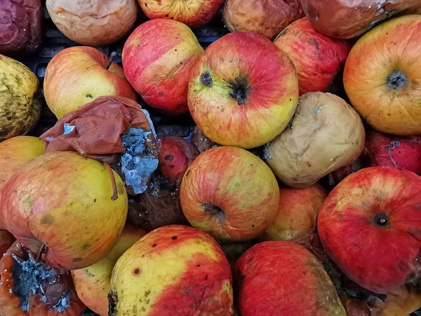 Frutas de manzana podridas como fondo —  Fotos de Stock