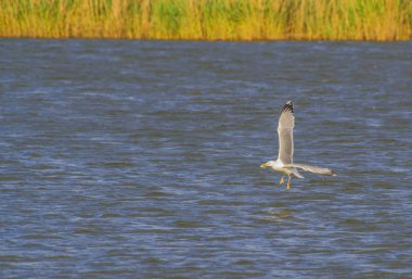 Uçan martı balık yakaladı