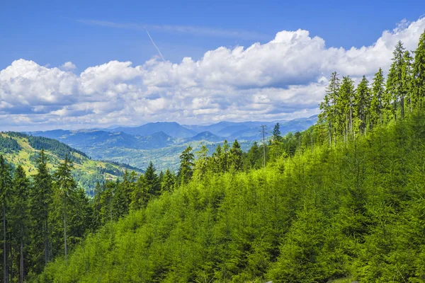 Mladý jehličnatý strom v letním lese — Stock fotografie