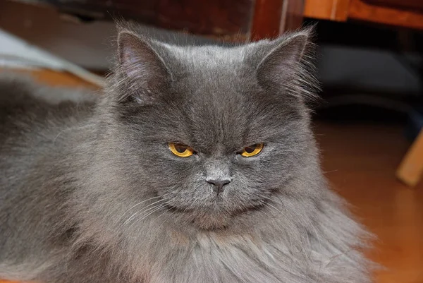 Gray cat with yellow eyes — Stock Photo, Image