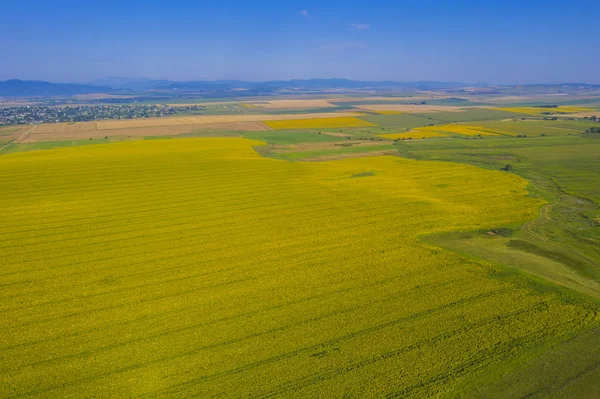 Aerial view of sunflower field — Stock Photo, Image