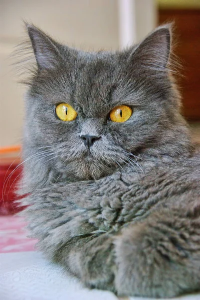 美しいペルシャ猫の肖像画 — ストック写真