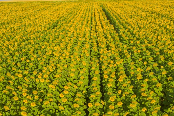 Luftaufnahme von Sonnenblumenfeldern — Stockfoto