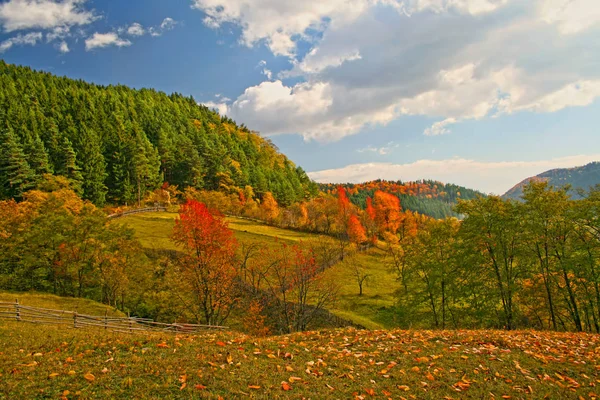 Podzimní scéna v okolí lesa — Stock fotografie