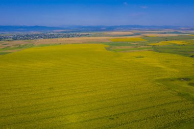 Yukarıdan sarı ayçiçeği alanı