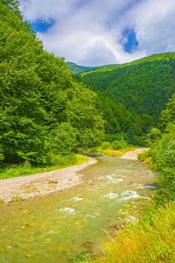 Yaz ormanında su deresi