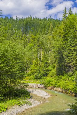 Yaz aylarında nehir orman