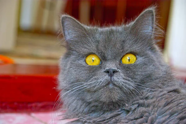 黄色い目を閉じた猫の近い画像 — ストック写真