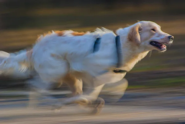 Anjing berlari manis dengan gerak kabur — Stok Foto