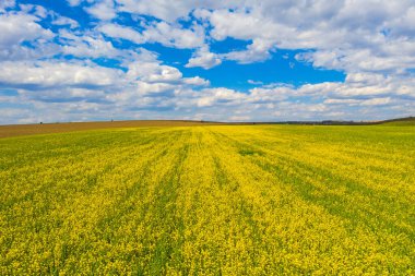 Baharda güneş ışığında sarı kanola tarlası (tecavüz tohumu)