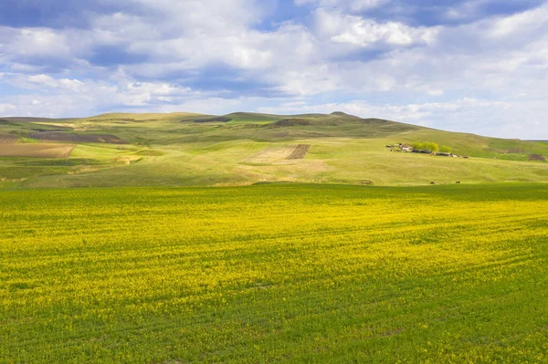 Aerial View Early Rape Field Rural Landscape Springtime — Stock Photo, Image