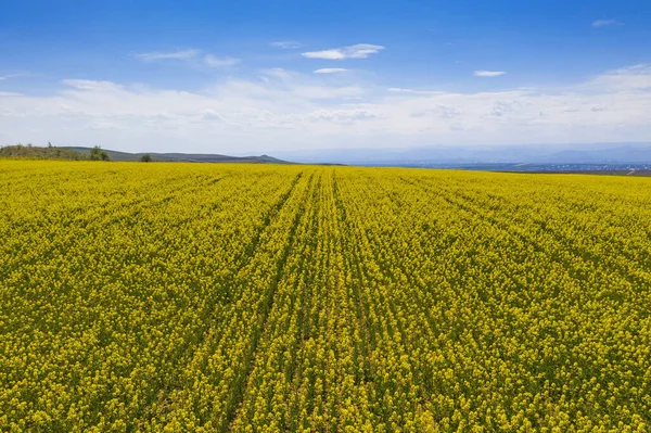 Aerial View Canola Field Bloom Spring Landscape — Stock Photo, Image