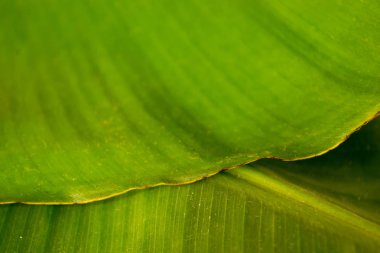 Yeşil muz yaprakları. Arka plan.