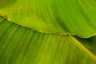 Yeşil muz yaprakları. Arka plan.