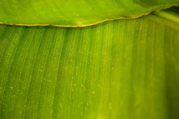 Yeşil muz yaprakları. Arka plan.