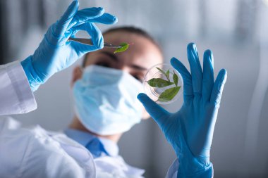Biyoloji araştırma. Genç kadın bilim hoding bir yeşil yaprak test düşük açılı cam bir laboratuarda
