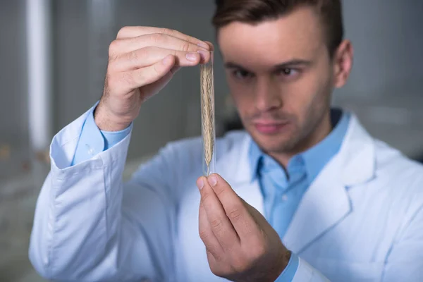 Product of research. Perspective serious concentrated scientist in a uniform standing in the room keeping test tube with the rye spike.