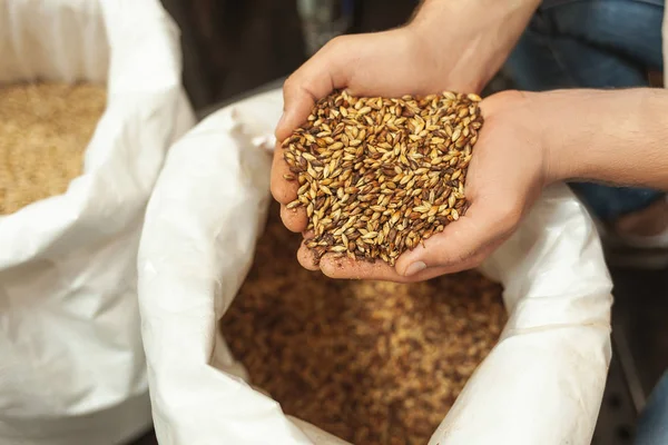 hop tahıl çantada inceleyerek brewer, yakın çekim