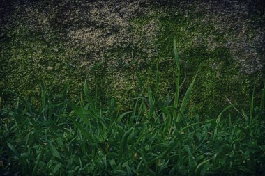 Grunge Çimento-Beton Sanayi duvar yosun, taş doku, kaya yüzeyi ile