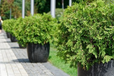 Bahar flowerbed şehirdeki sokak taze çiçek