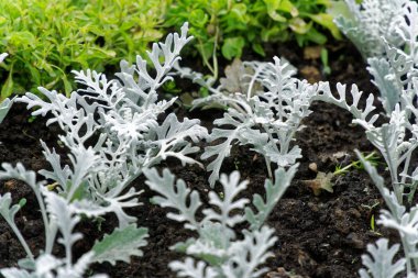 Bahar flowerbed şehirdeki sokak taze çiçek