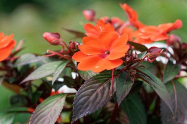 Yakın çekim saksı çiçek Köprüsü'nde. Mevsimlik arka plan