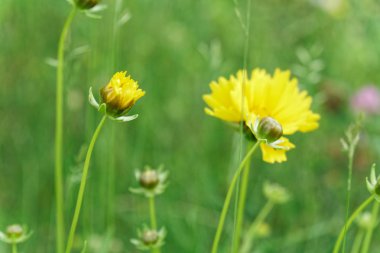 Alan çiçek tazelik bahar günü, Mevsimlik arka plan üzerinde