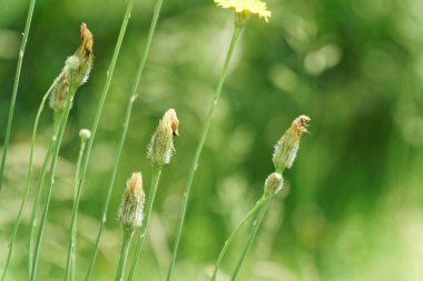 Alan çiçek tazelik bahar günü, Mevsimlik arka plan üzerinde