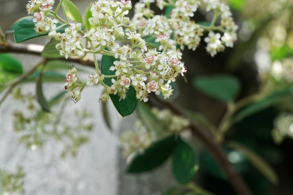 Alan çiçek tazelik bahar günü, Mevsimlik arka plan üzerinde — Stok fotoğraf