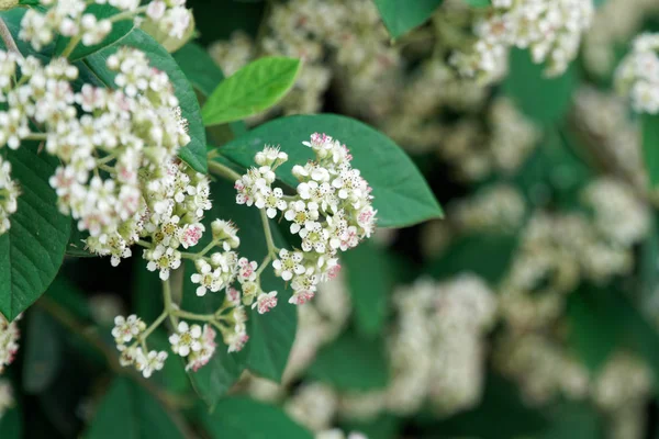 鮮度 blured 背景春の日に花畑 — ストック写真