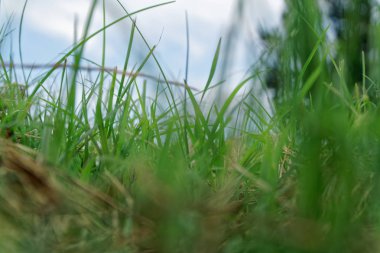 Güneşli bir gün, bahar alan çiçek arka plan veya kartpostal mockup tebrik