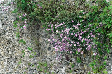 Güneşli bir gün, bahar alan çiçek arka plan veya kartpostal mockup tebrik