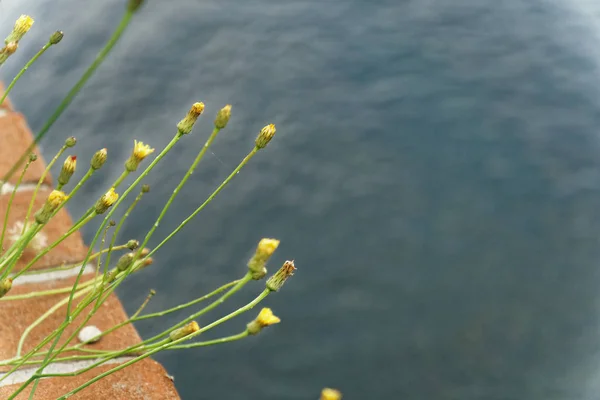 Flores de primavera contra la superficie del agua en el día soleado, saludo fondo o tarjeta postal maqueta —  Fotos de Stock