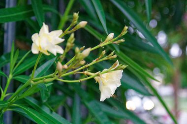 Güneşli bir gün bahar çiçekleri