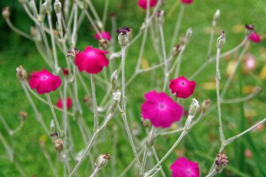 Pembe bahar çiçekleri güneşli gün, kartpostal örnek, tebrik arka plan