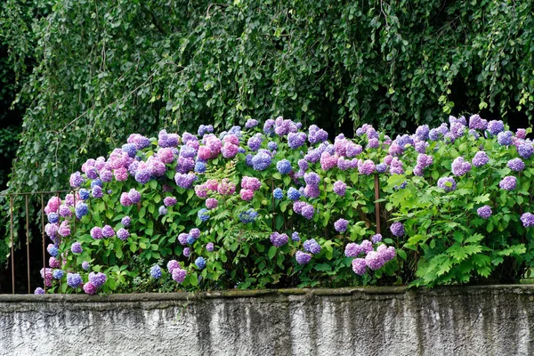 Flores de primavera em dia ensolarado — Fotografia de Stock