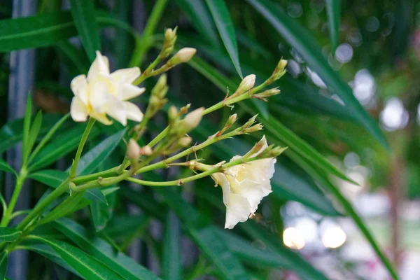 Güneşli bir gün bahar çiçekleri