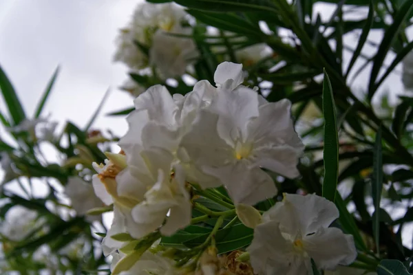 背景やはがきのモックアップを挨拶、晴れた日で白い春の花 — ストック写真