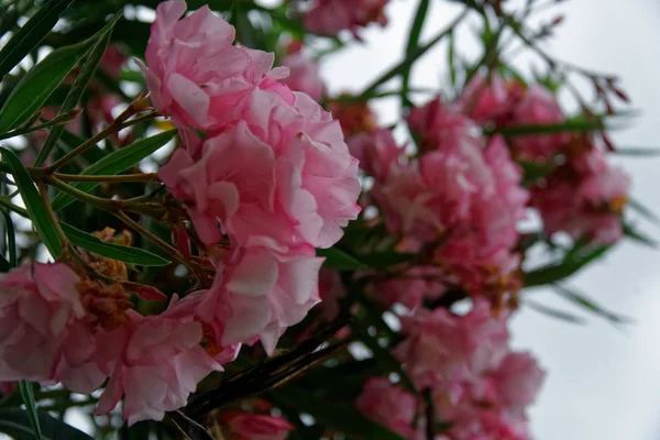 Flores de primavera de magnólia rosa em dia ensolarado, amostra de cartão postal, fundo de saudação — Fotografia de Stock