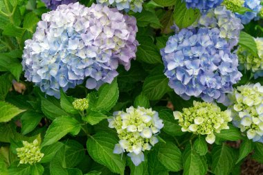 Arka plan veya kartpostal mockup tebrik beyaz bahar çiçekleri güneşli gün,