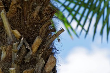 Palmiye ağacı mavi gökyüzü ve bulutlar içinde güneşli gün, meditasyon arka plan karşı.