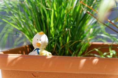 Dekoratif bahçe plastik ördek saksı, güneşli bir gün, kartpostal mock-up