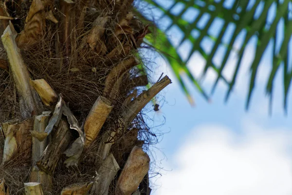 Palmiye ağacı mavi gökyüzü ve bulutlar içinde güneşli gün, meditasyon arka plan karşı.