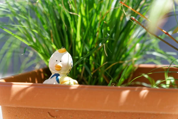 Dekoratif bahçe plastik ördek saksı, güneşli bir gün, kartpostal mock-up