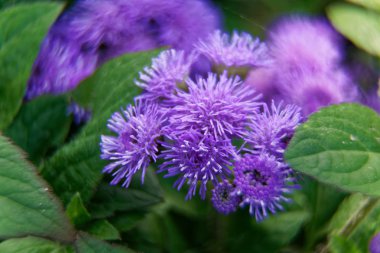 Güneşli bir gün, doğada güzellik bahar çiçekleri
