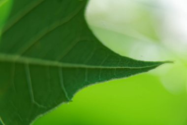 Makro yeşil yaprak, ufuk arka plan, güneşli hava durumu