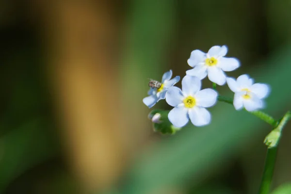 Blanco - flores azules de primavera en el día soleado, muestra de postal, fondo de saludo . —  Fotos de Stock