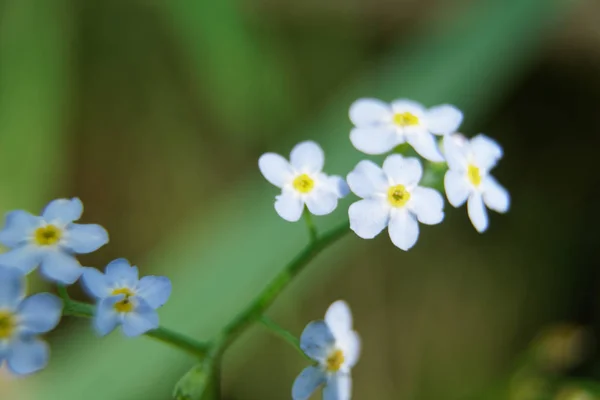Blanco - flores azules de primavera en el día soleado, muestra de postal, fondo de saludo . —  Fotos de Stock