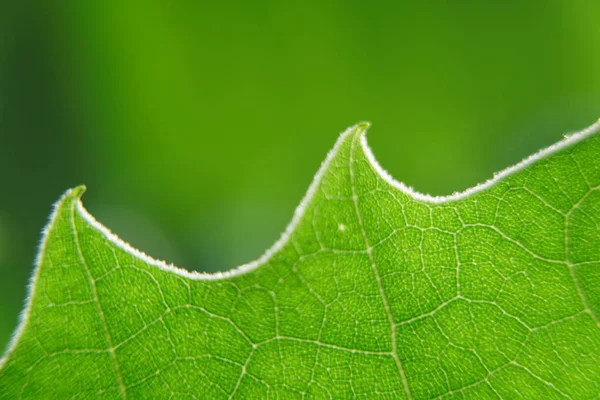 Macro green leaf, defocused background, sunny weather. — Stock Photo, Image
